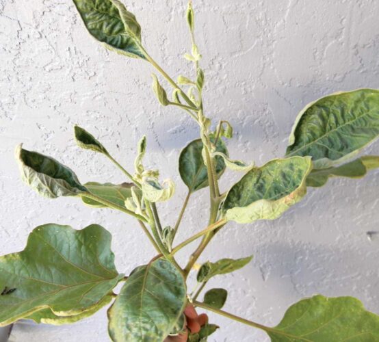 Killer Compost Update: Herbicide Damage Still a Major Problem